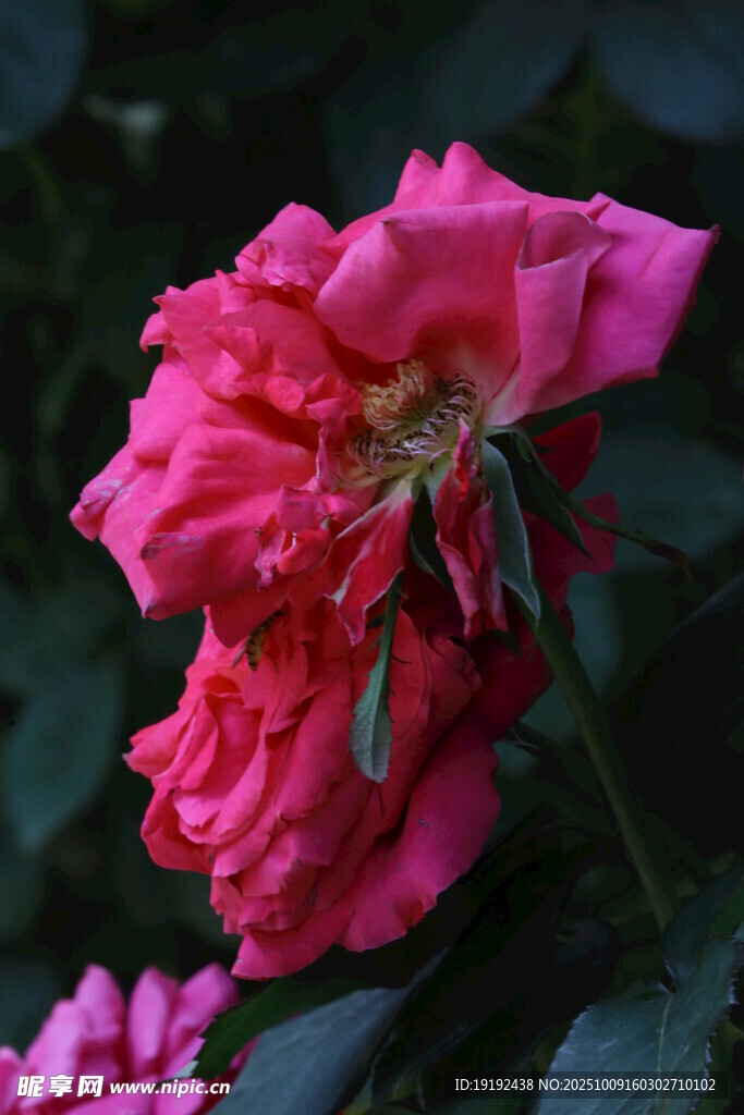 月季花 