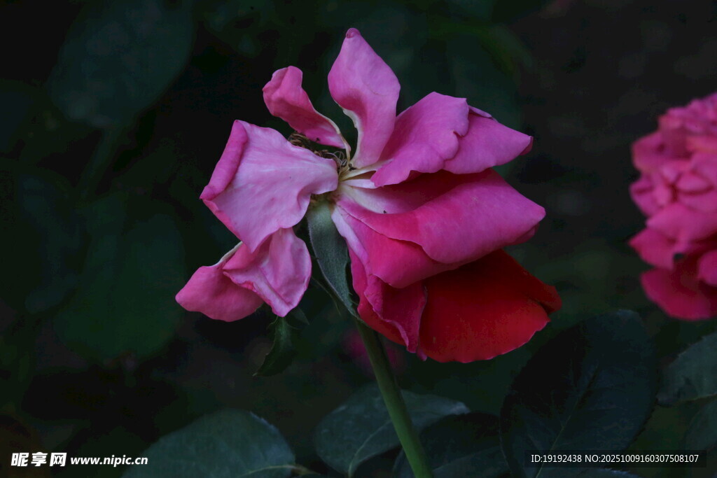 月季花  