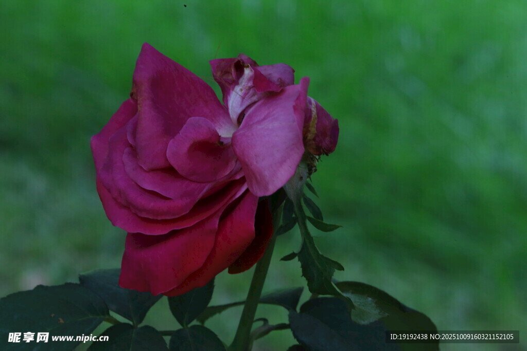 月季花 