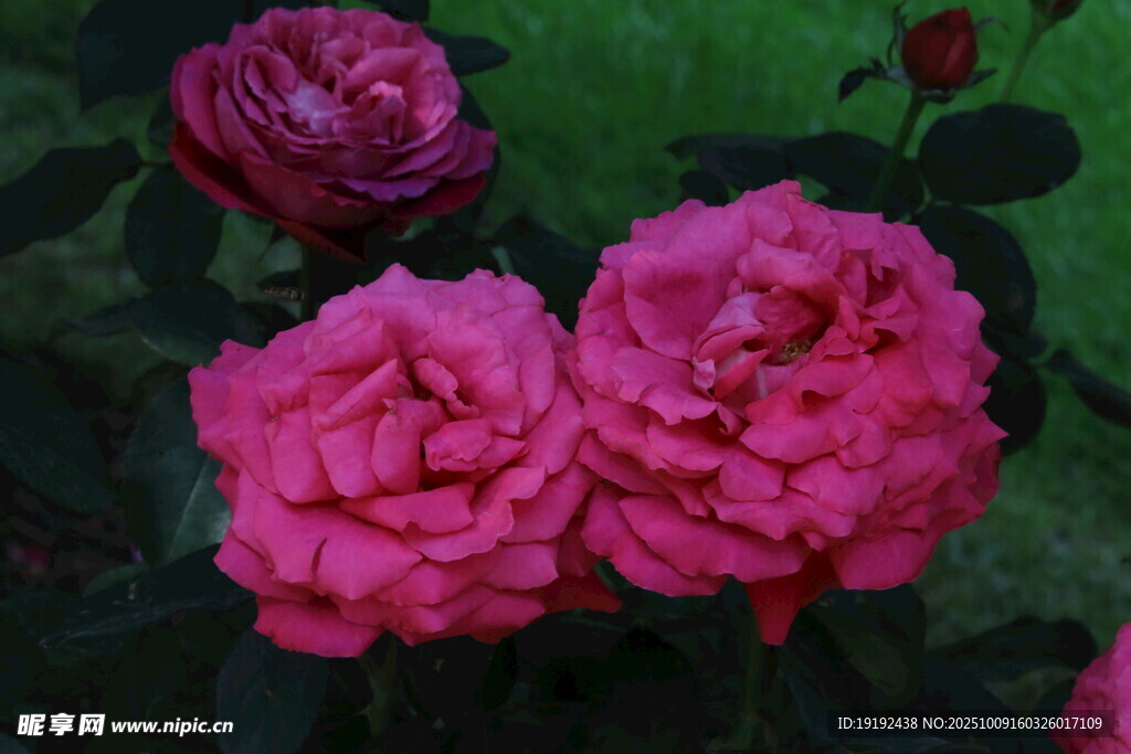 月季花  