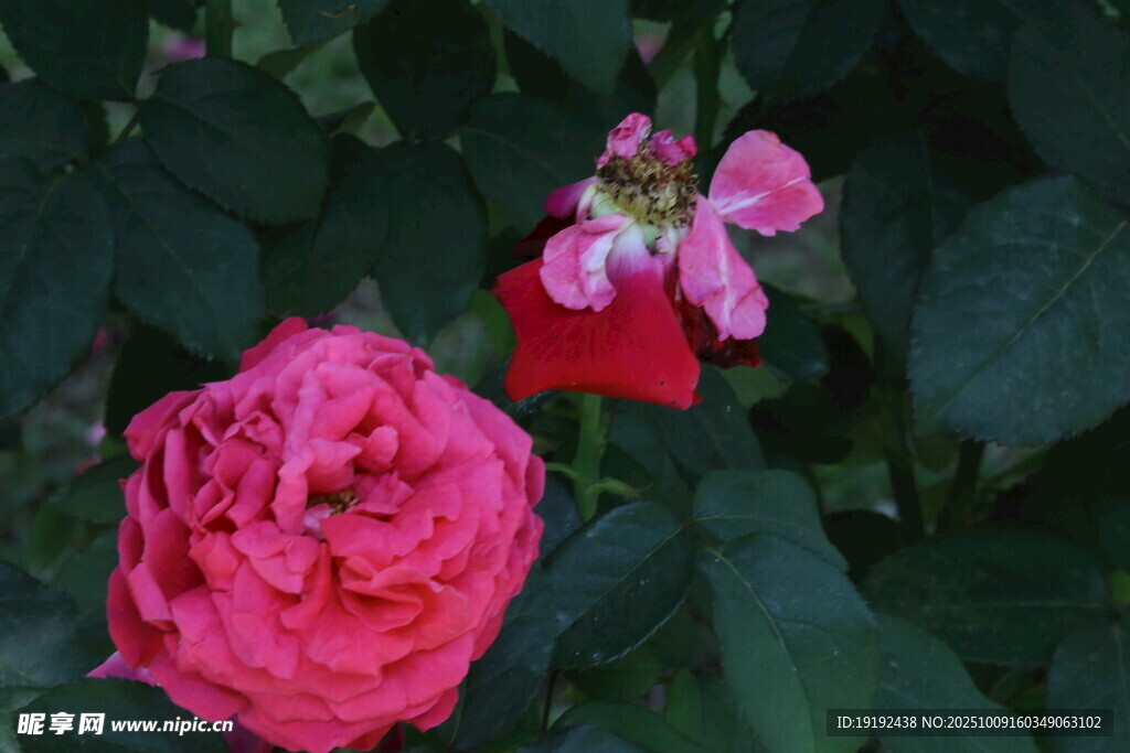 月季花  