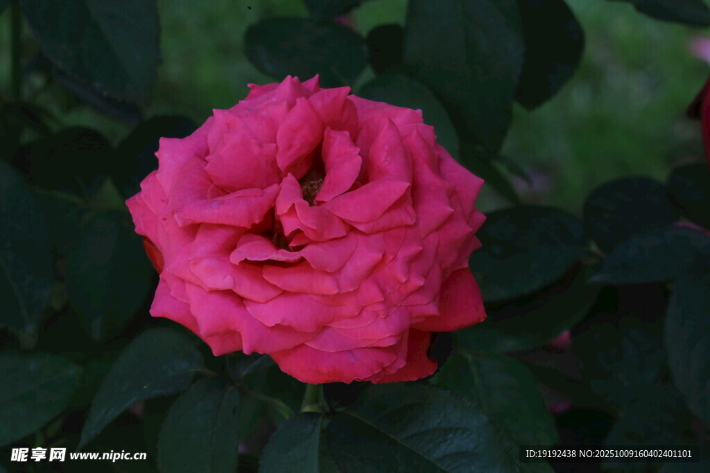 月季花  