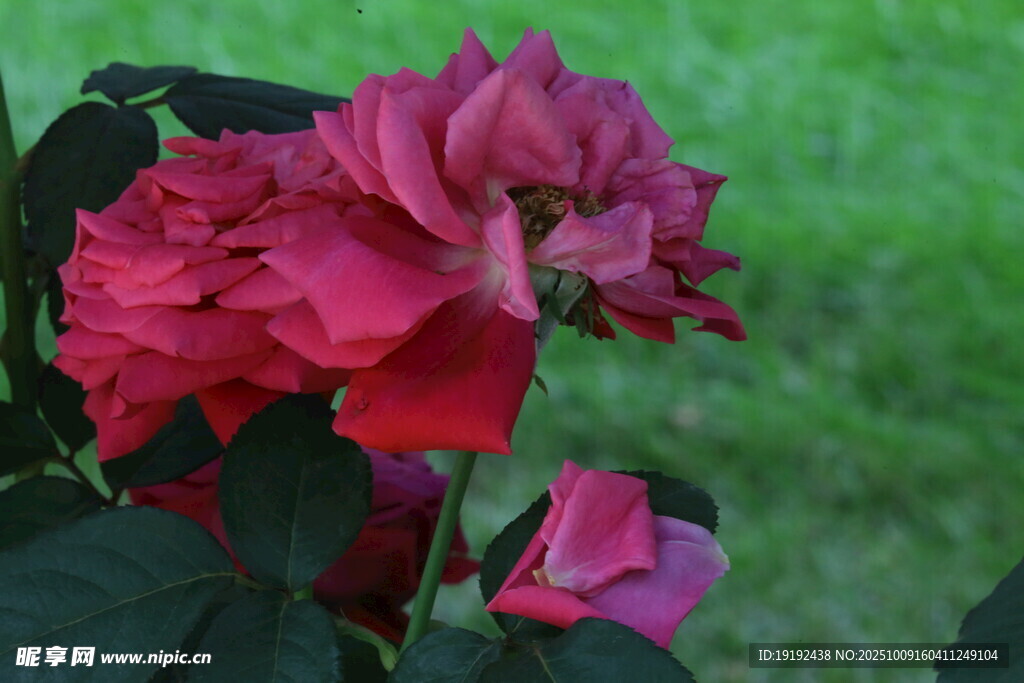 月季花  