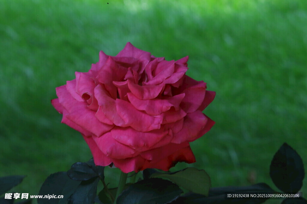 月季花  
