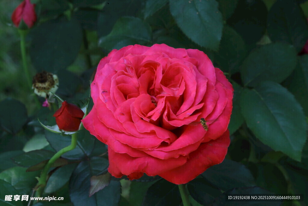 月季花  