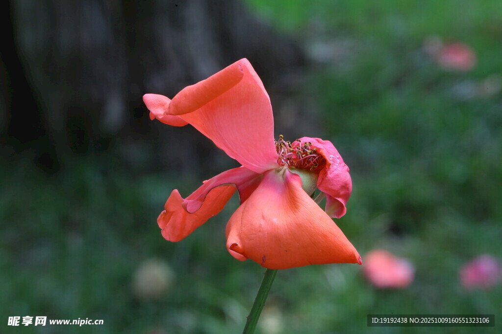月季花  