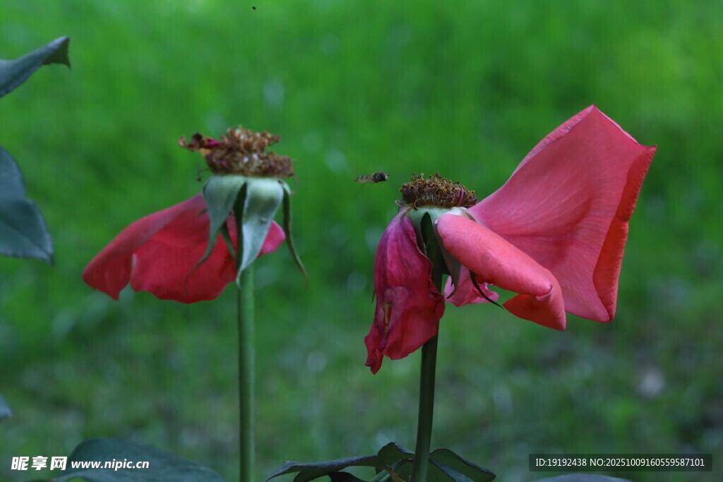 月季花  