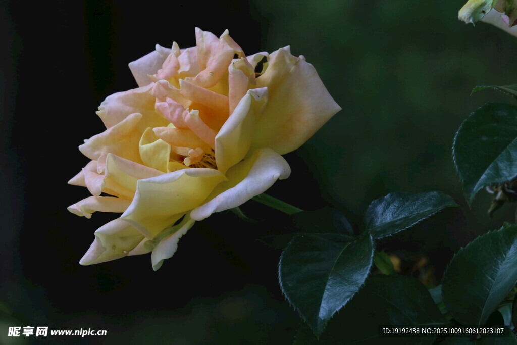 月季花  