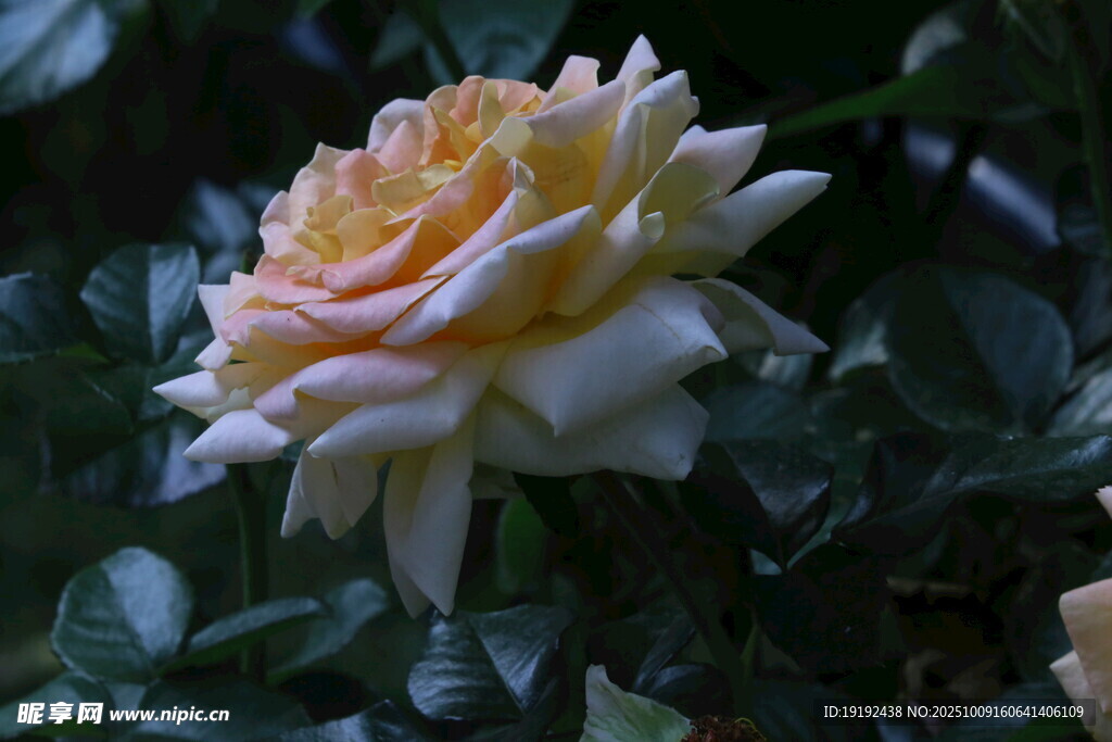 月季花  