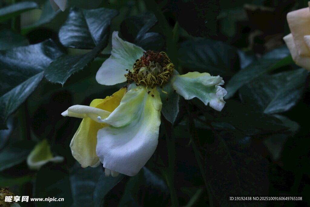 月季花 