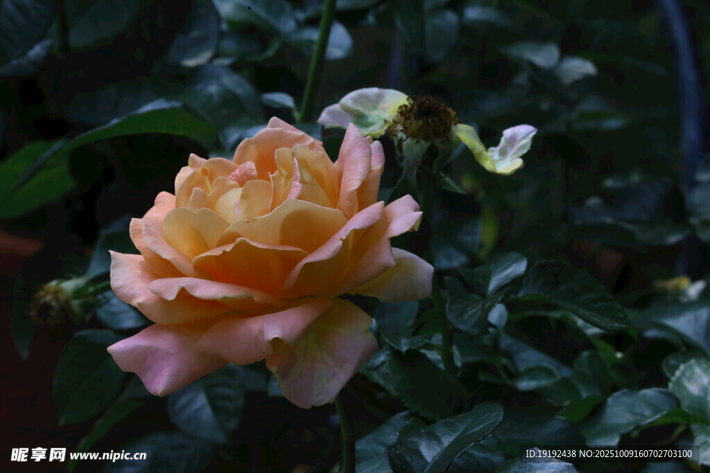 月季花  