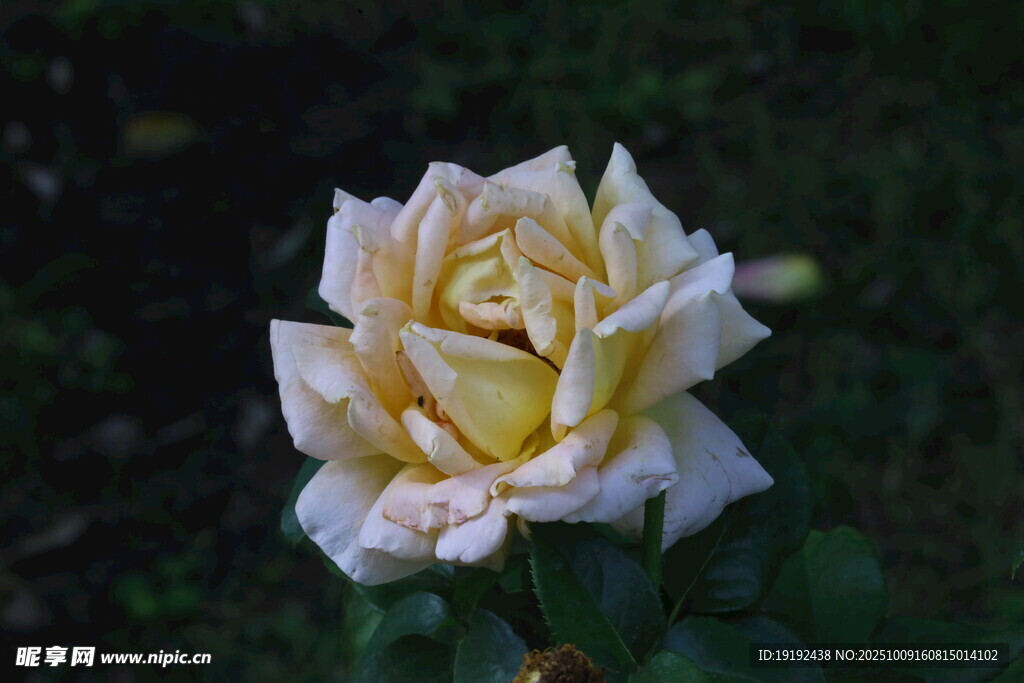 月季花  
