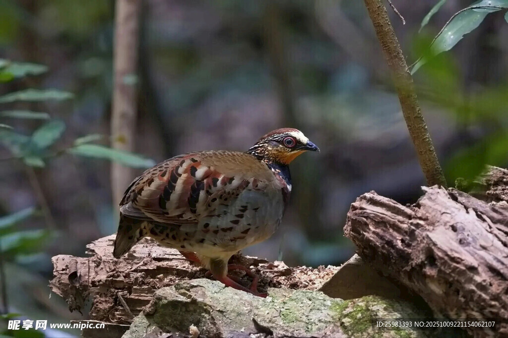 白眉山鷓鴣