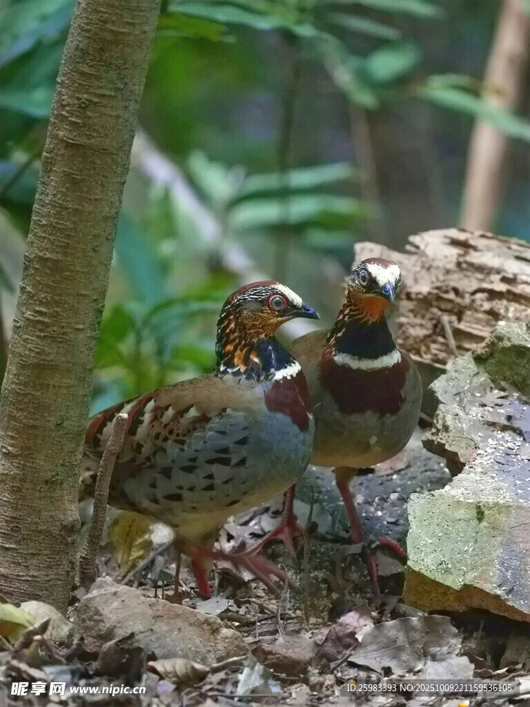 白眉山鷓鴣