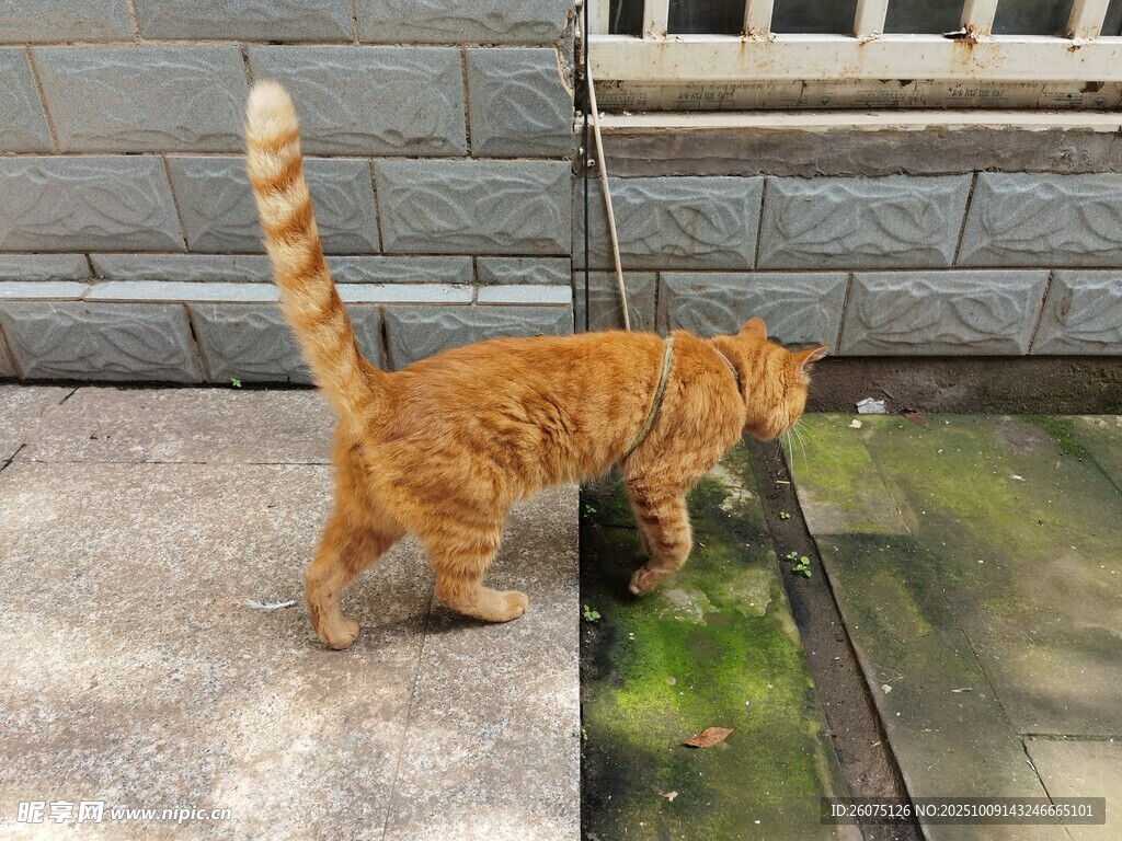 橘貓好奇探身看玻璃下