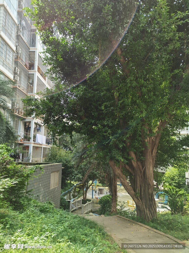 小區(qū)內(nèi)蔥郁樹木與小徑