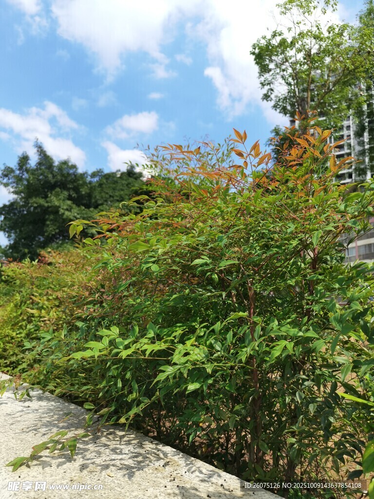 戶外綠植景觀陽(yáng)光明媚