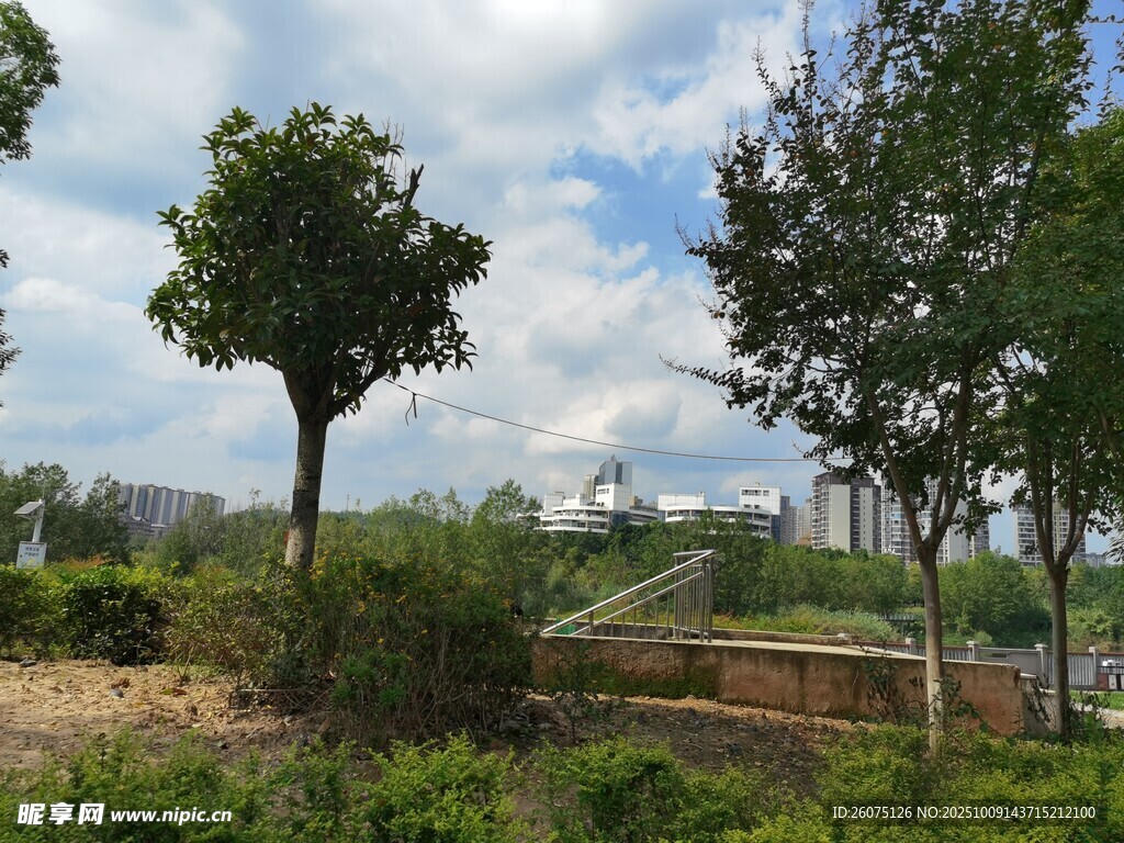 戶外綠樹景觀