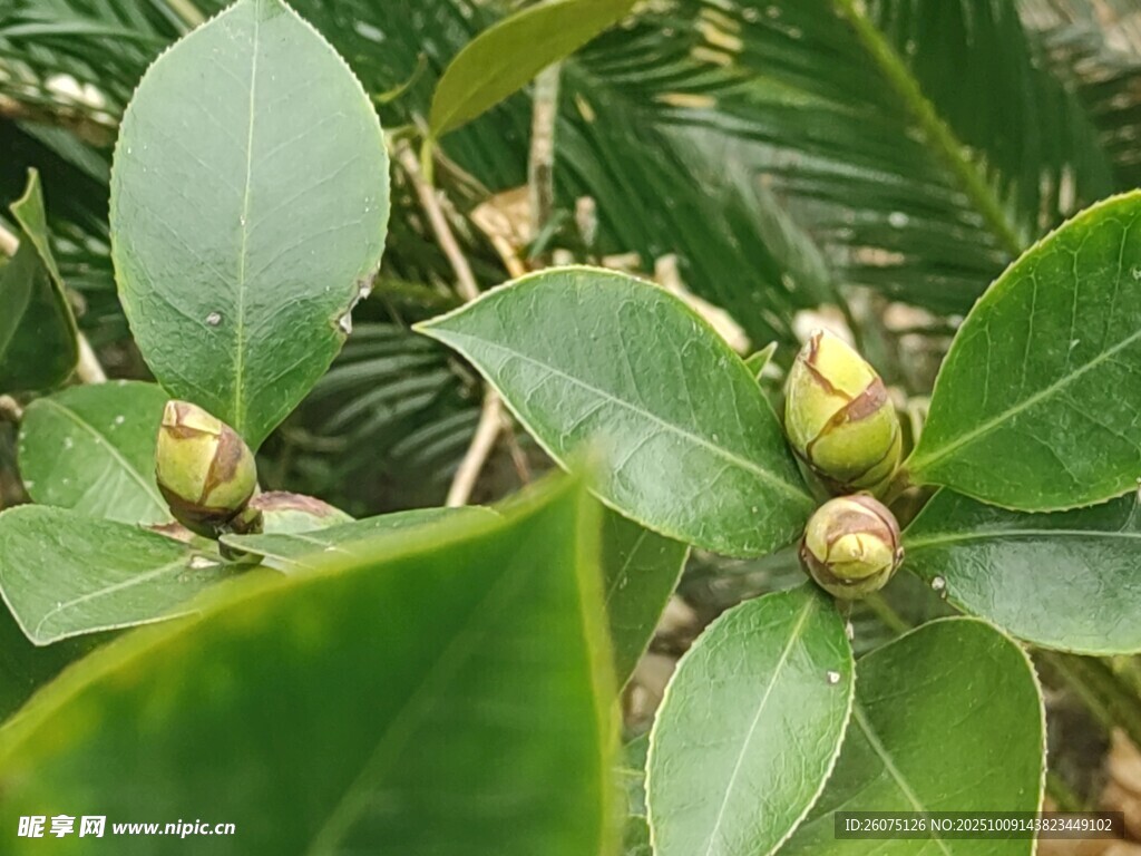 含苞待放的山茶花植株