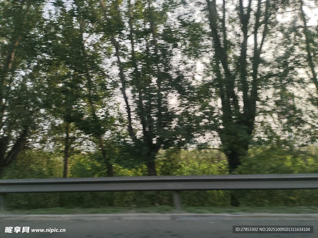 公路旁的蔥郁樹(shù)木
