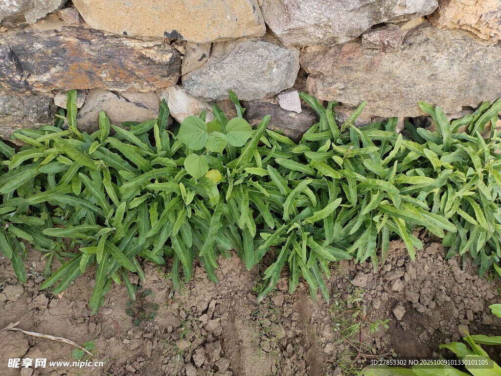 石縫間生長的嫩綠植物