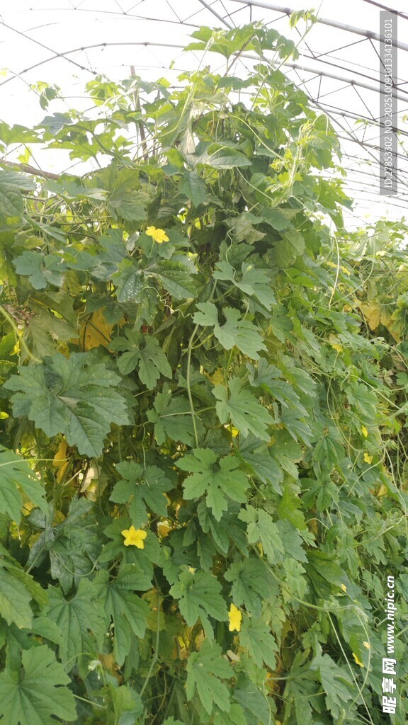 綠葉藤蔓植物景觀