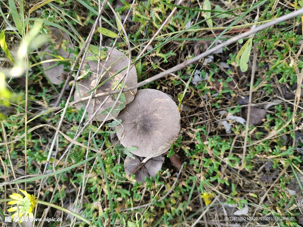 草叢中的蘑菇