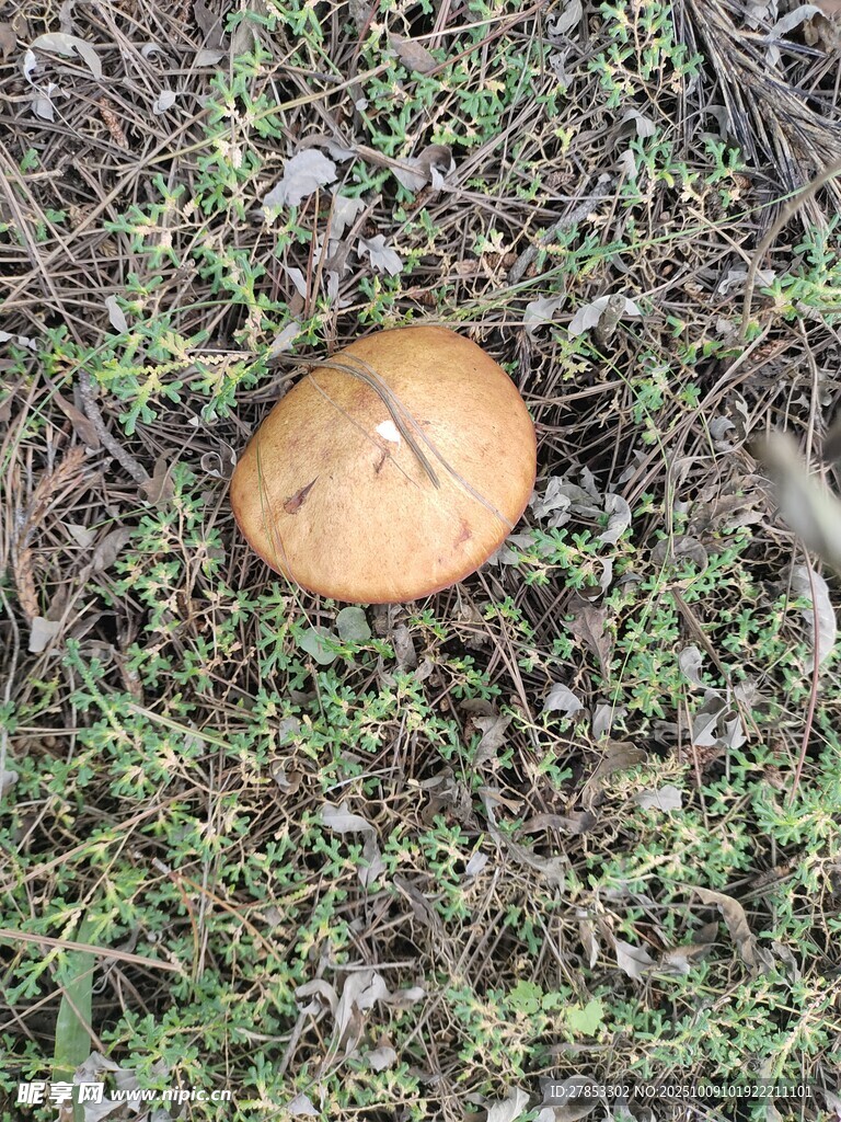 草地上的棕色蘑菇