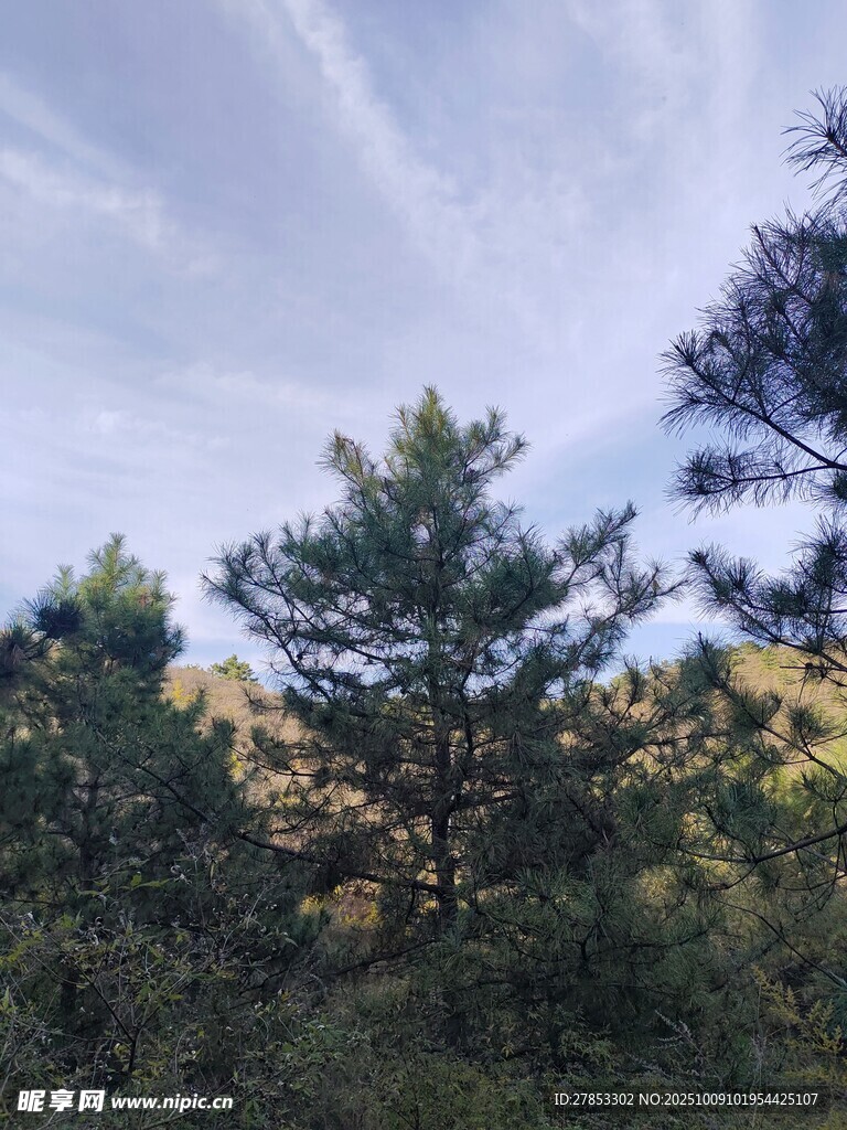 山林松景