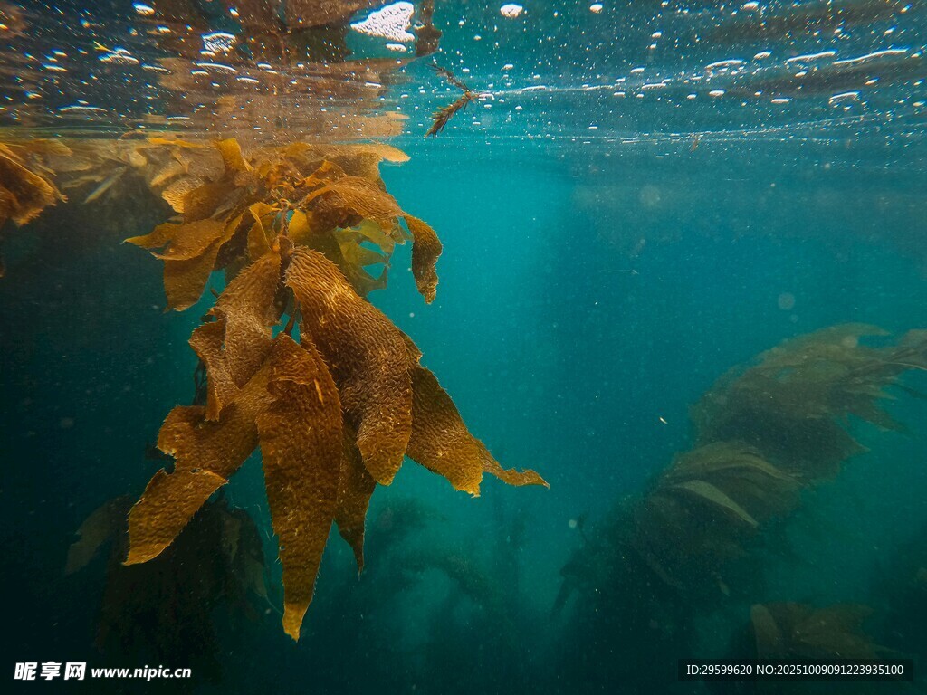 海底搖曳的金黃海藻