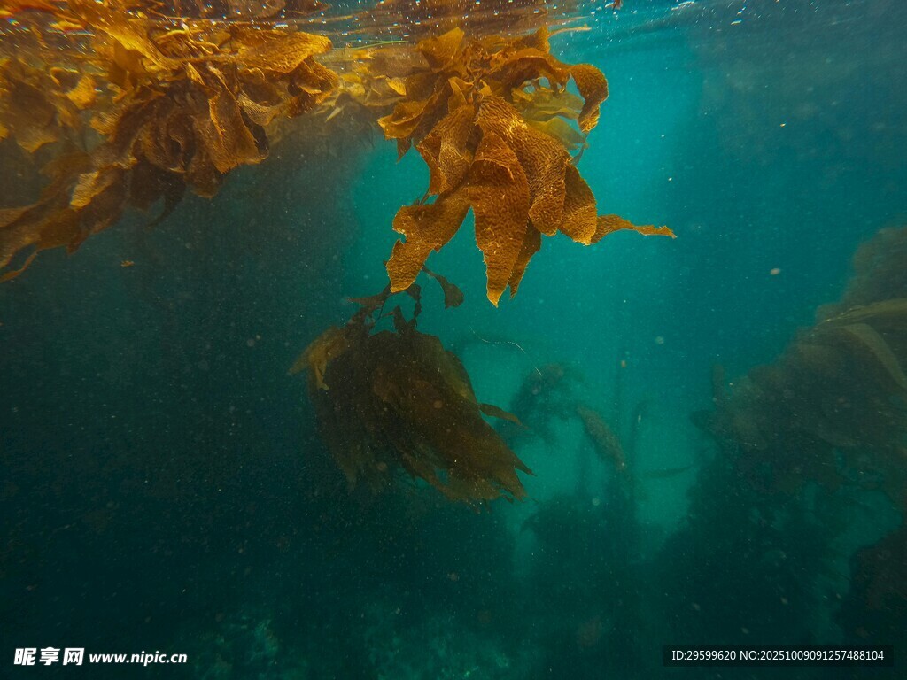 海底搖曳的海藻景觀