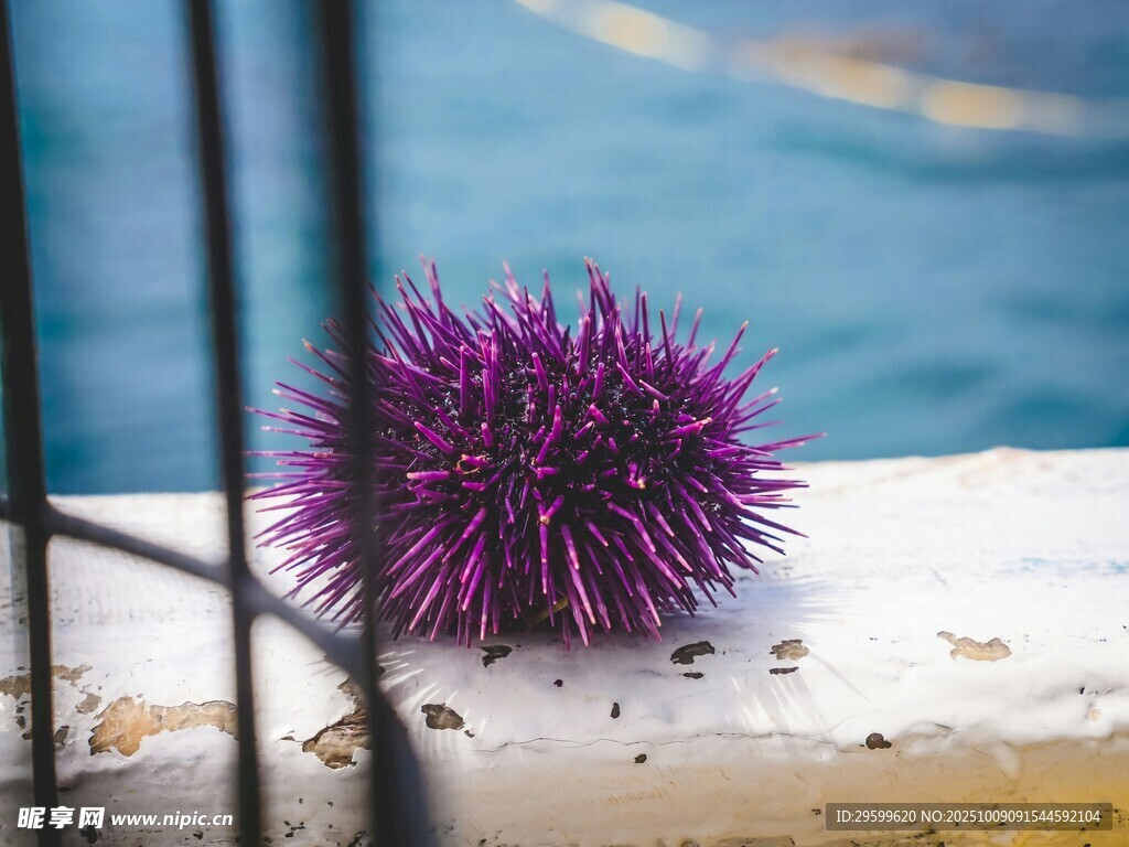 海邊紫色海膽特寫