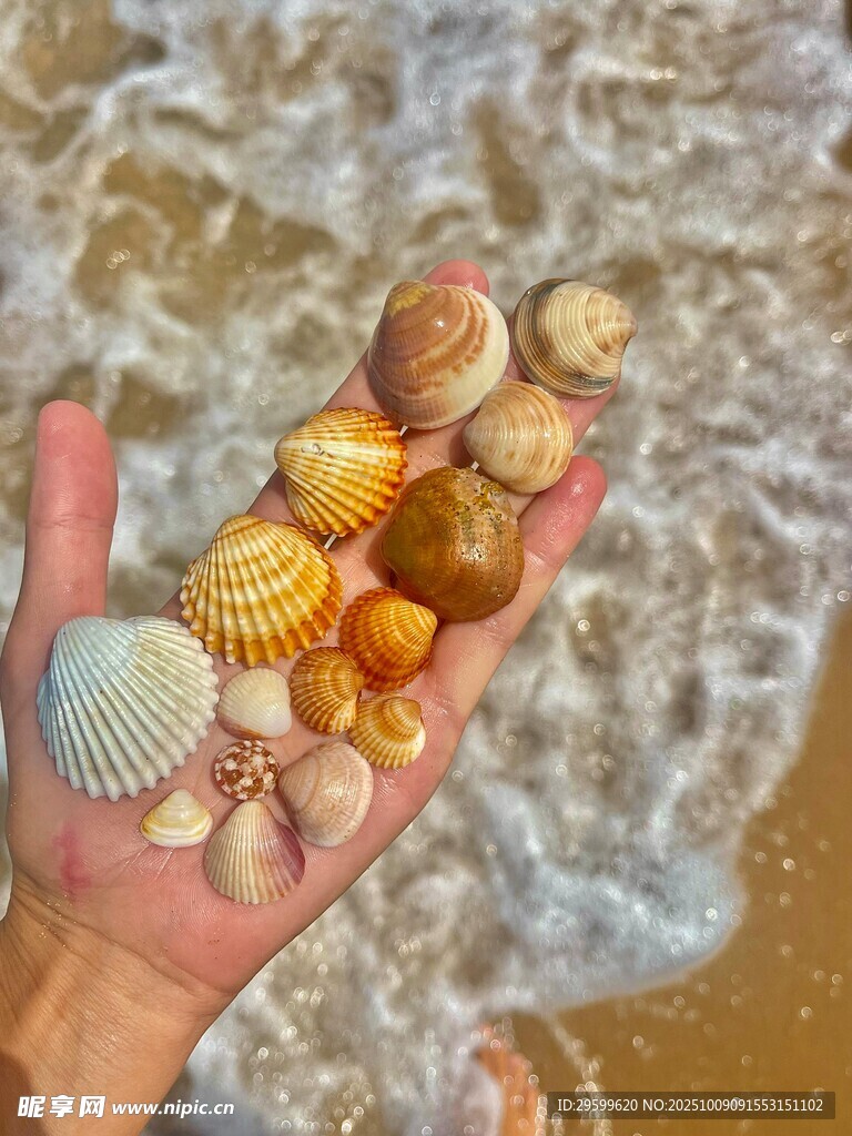 手中多彩貝殼 