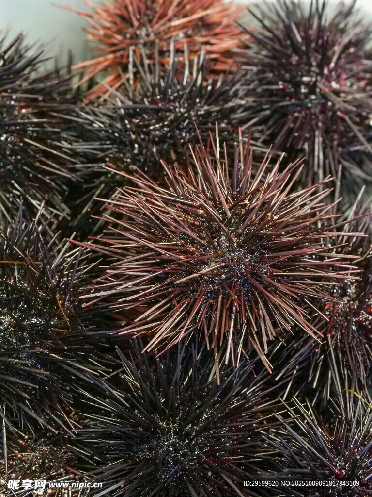 密集的海膽刺特寫(xiě)