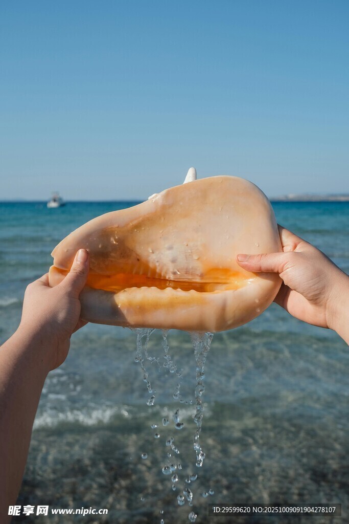 海邊雙手捧起的大貝殼