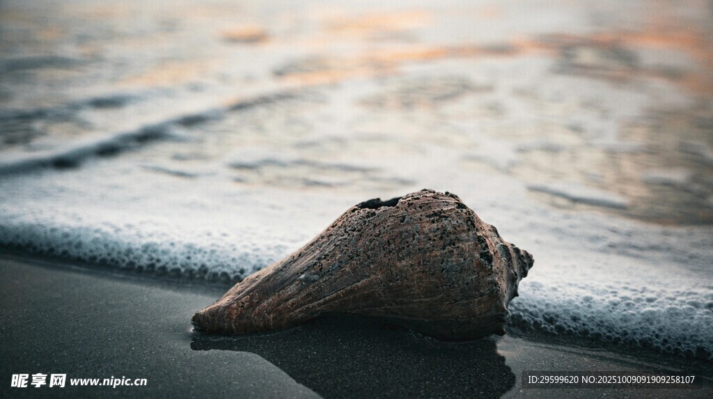 沙灘上的孤獨海螺