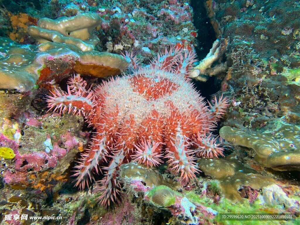 海底艷麗的棘冠海星