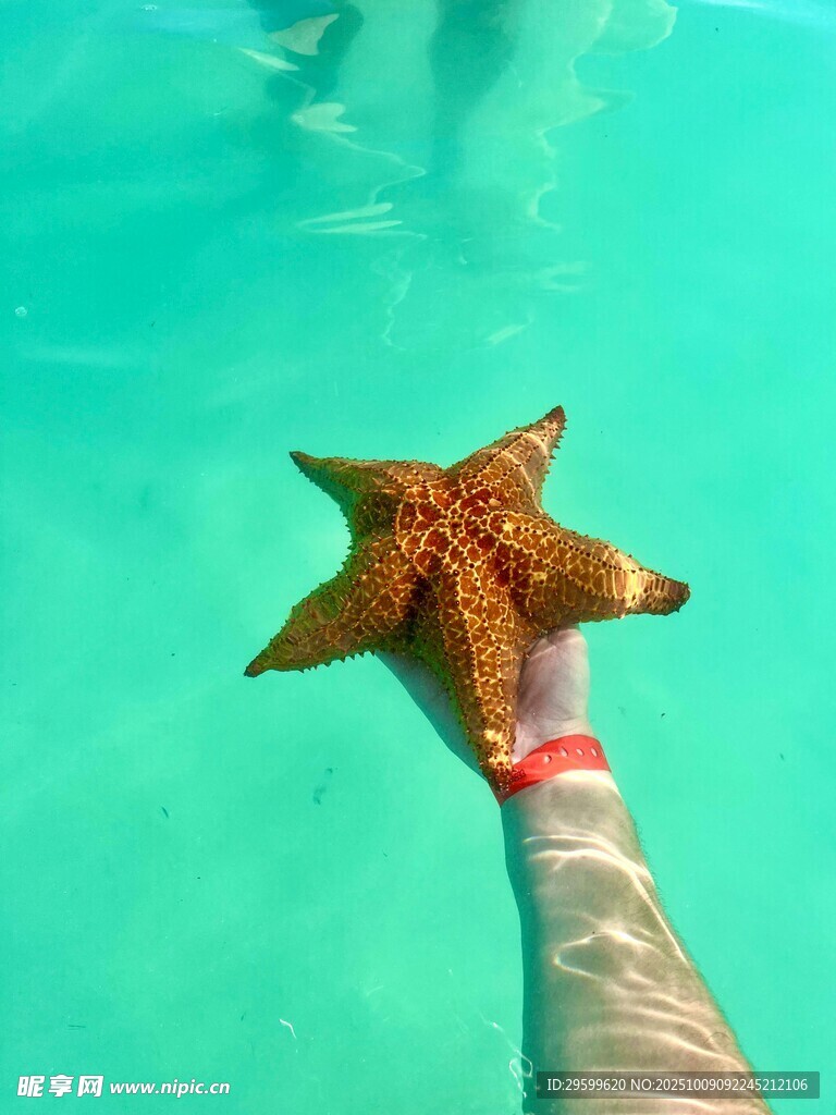 手托海星于清澈海水中