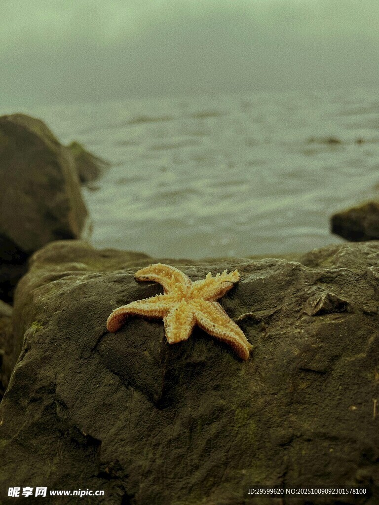 海邊巖石上的黃色海星