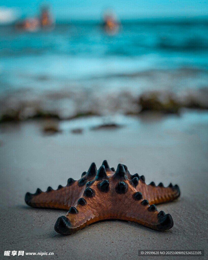 沙灘上的海星