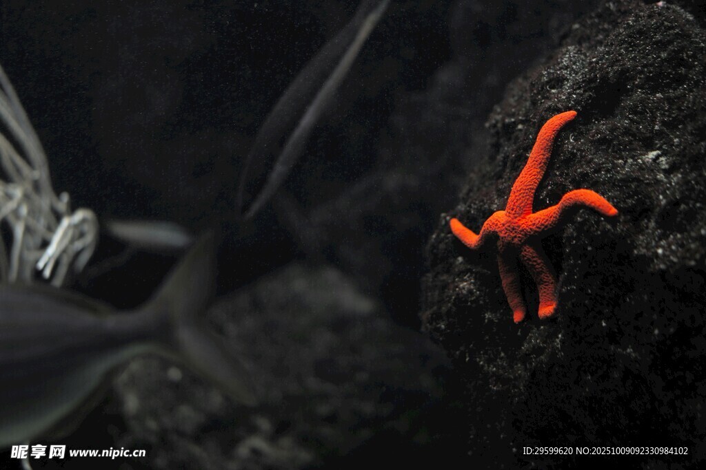 深海中的紅色海星與生物