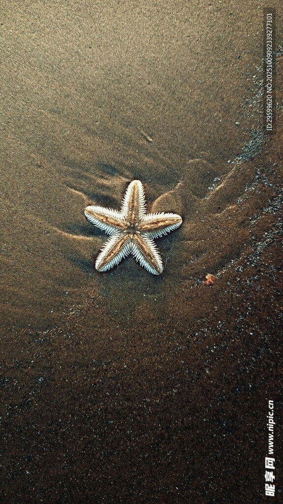 沙灘上的海星