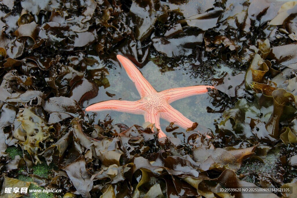 淺灘上的粉色海星