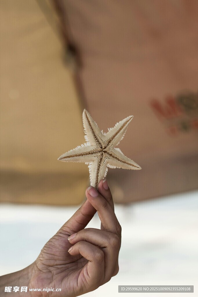 手持海星特寫