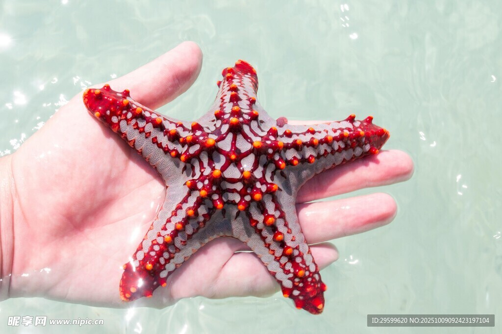 手中的紅色海星