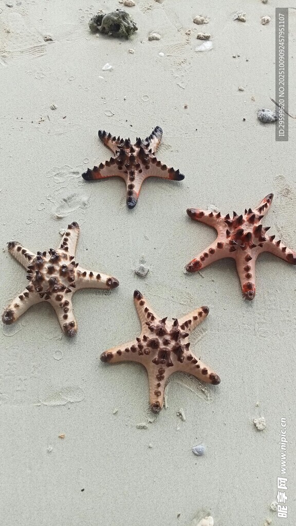 沙灘上的多彩海星