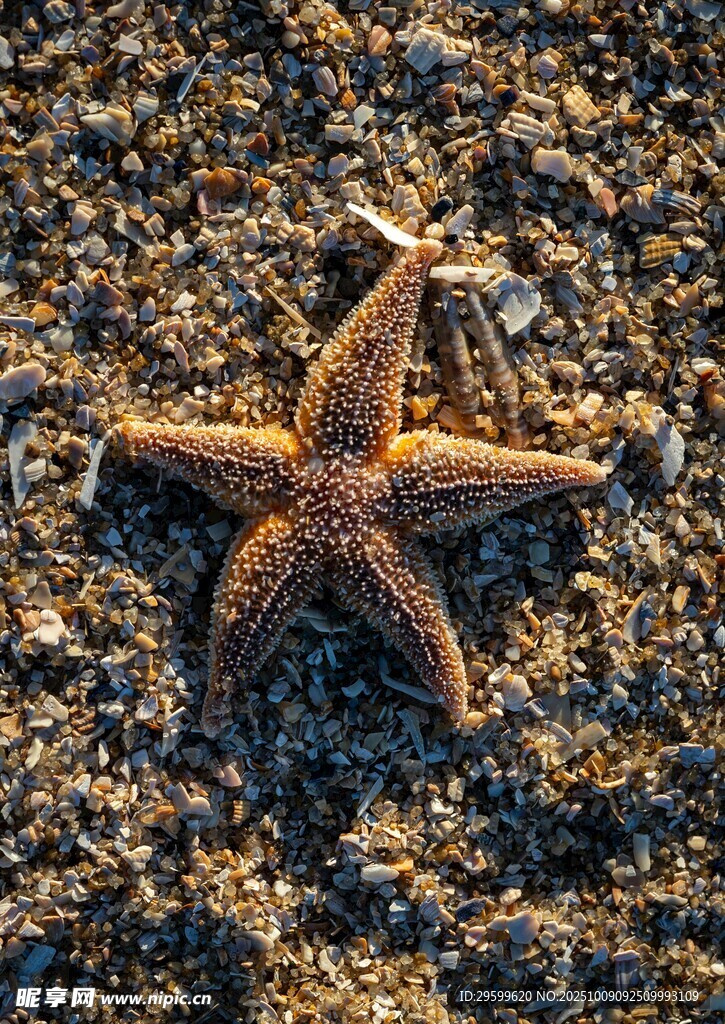 沙灘上的海星