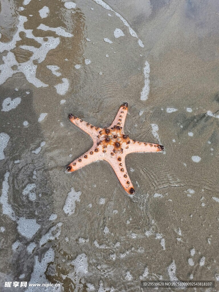 沙灘上的多彩海星