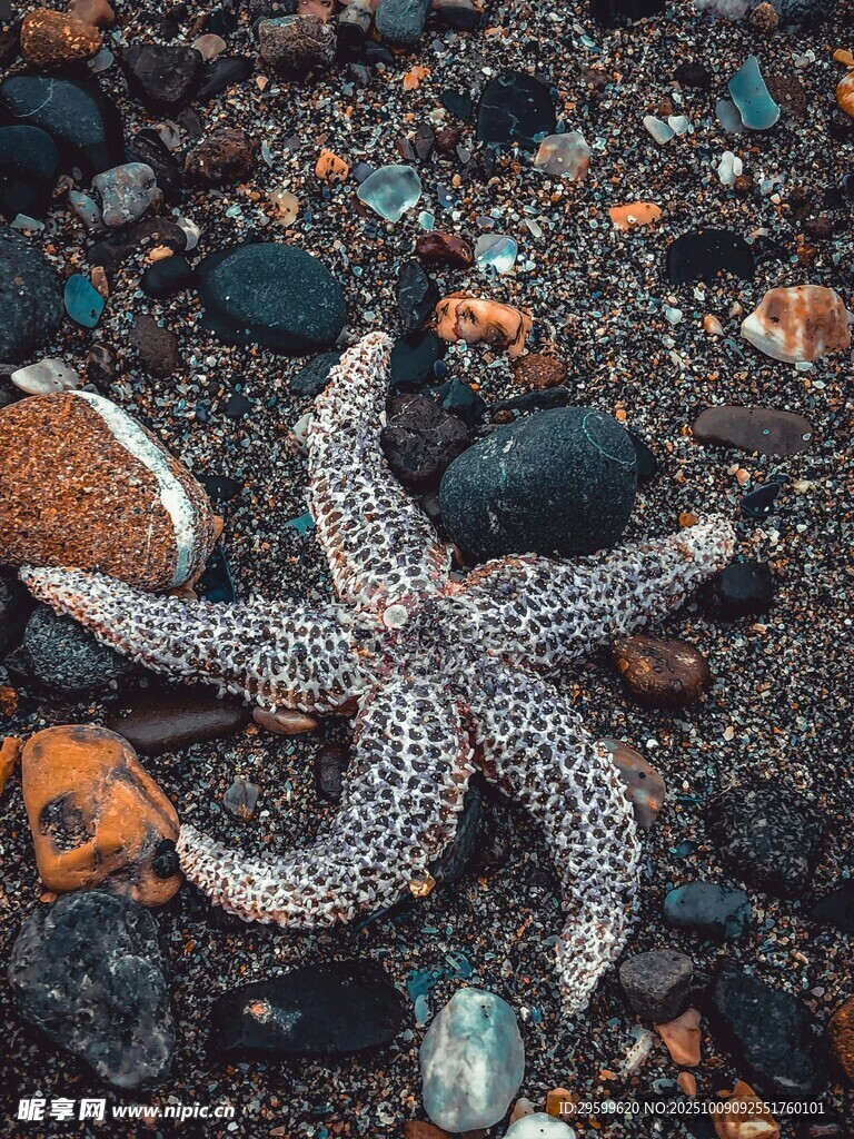 沙灘上的多彩海星