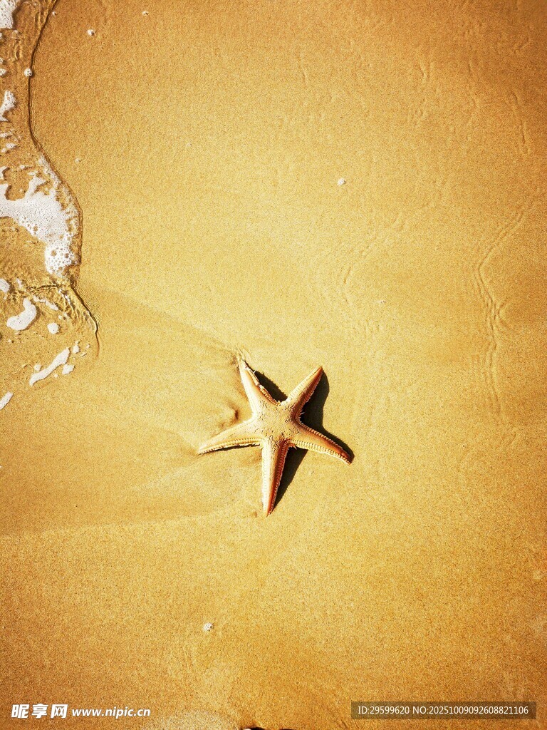 沙灘上的海星